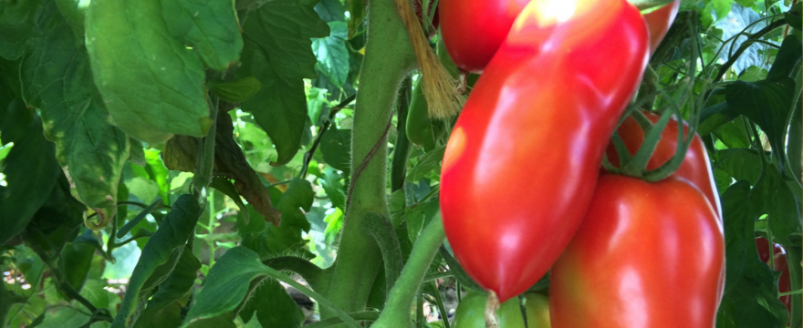Bio-Tomaten