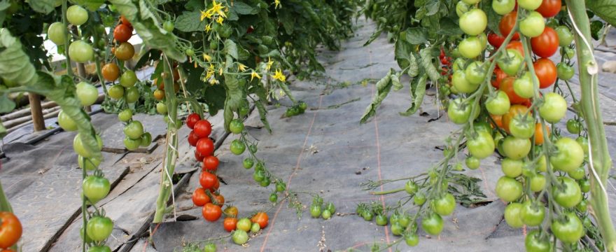 tomaten im gewächshaus