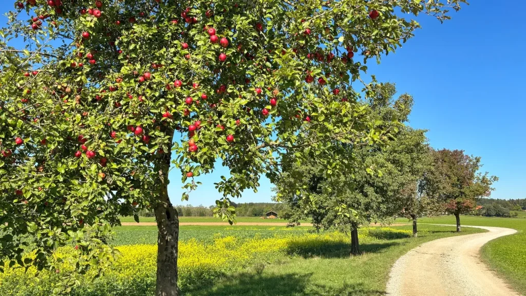 Streuobst Baum-Allee mit roten Äpfeln