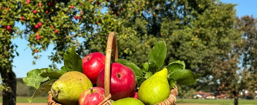 Streuobst im Korb feine Birnen rote Äpfel